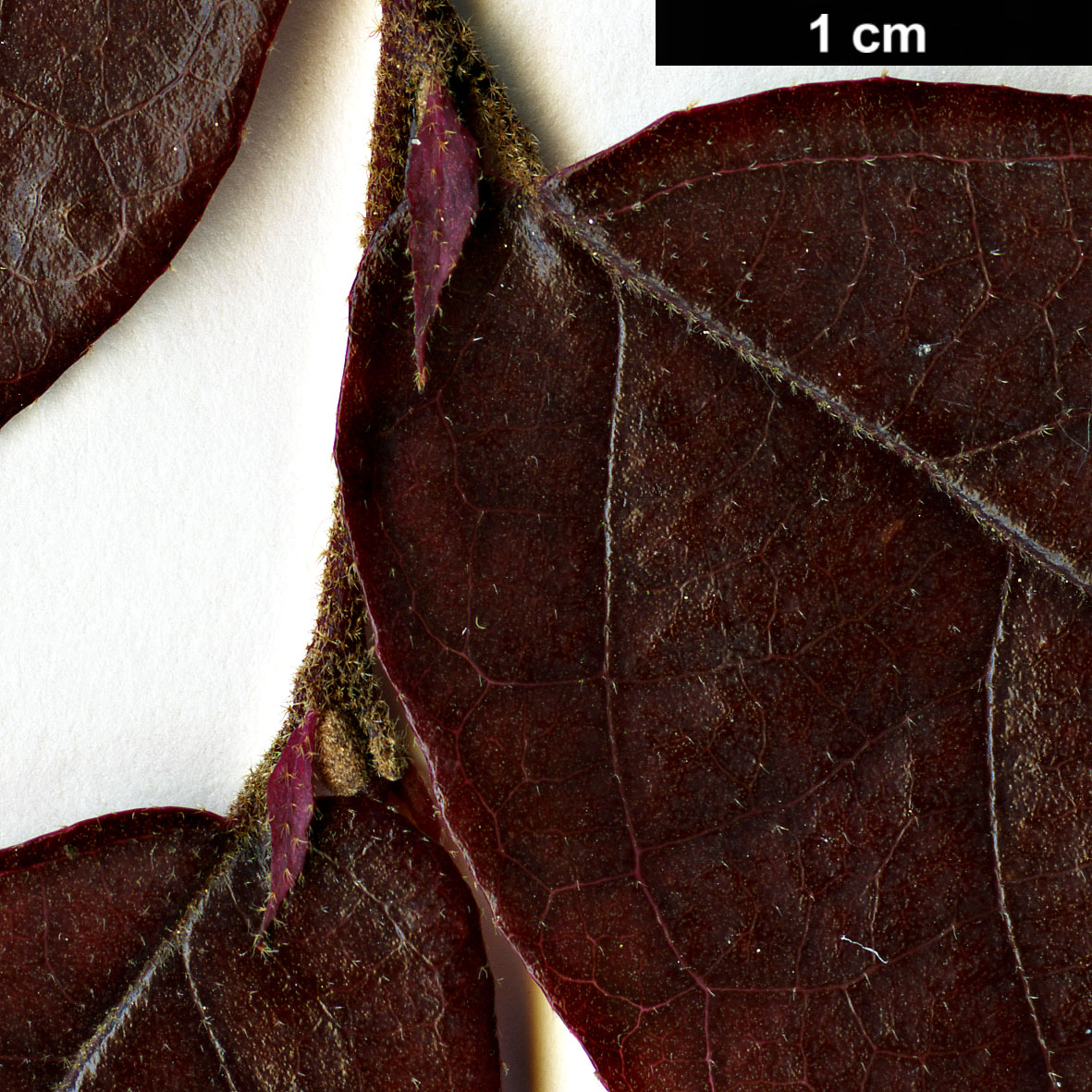 High resolution image: Family: Hamamelidaceae - Genus: Loropetalum - Taxon: chinense - SpeciesSub: var. rubrum